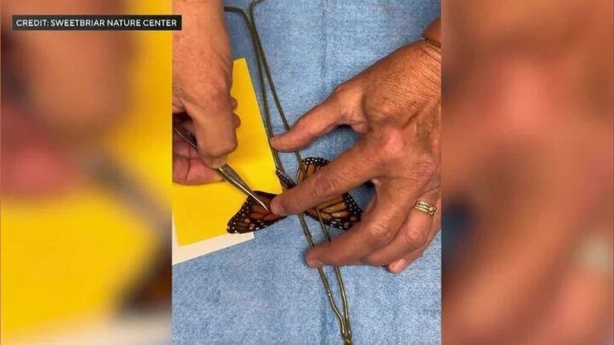A Wing and a Prayer: The Monarch Butterfly’s Epic Makeover