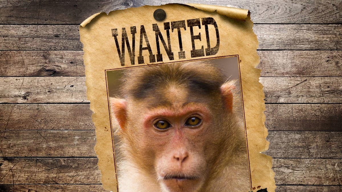 When Rhesus Monkeys Go Wild: A Truck Crash Story You Won't Wanna Miss!