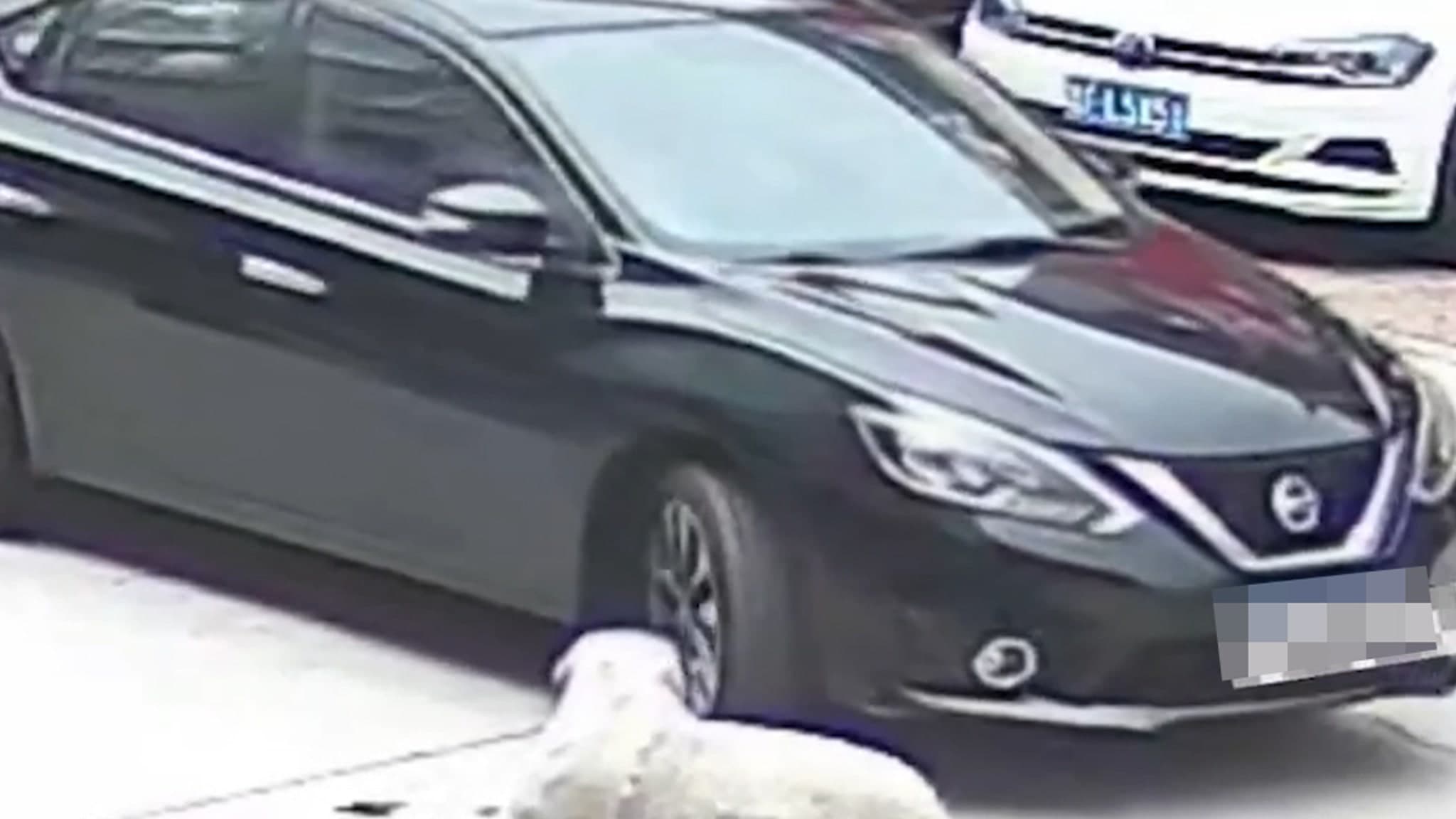 Labrador's Life-Saving Fat: A Tail of Survival in China!