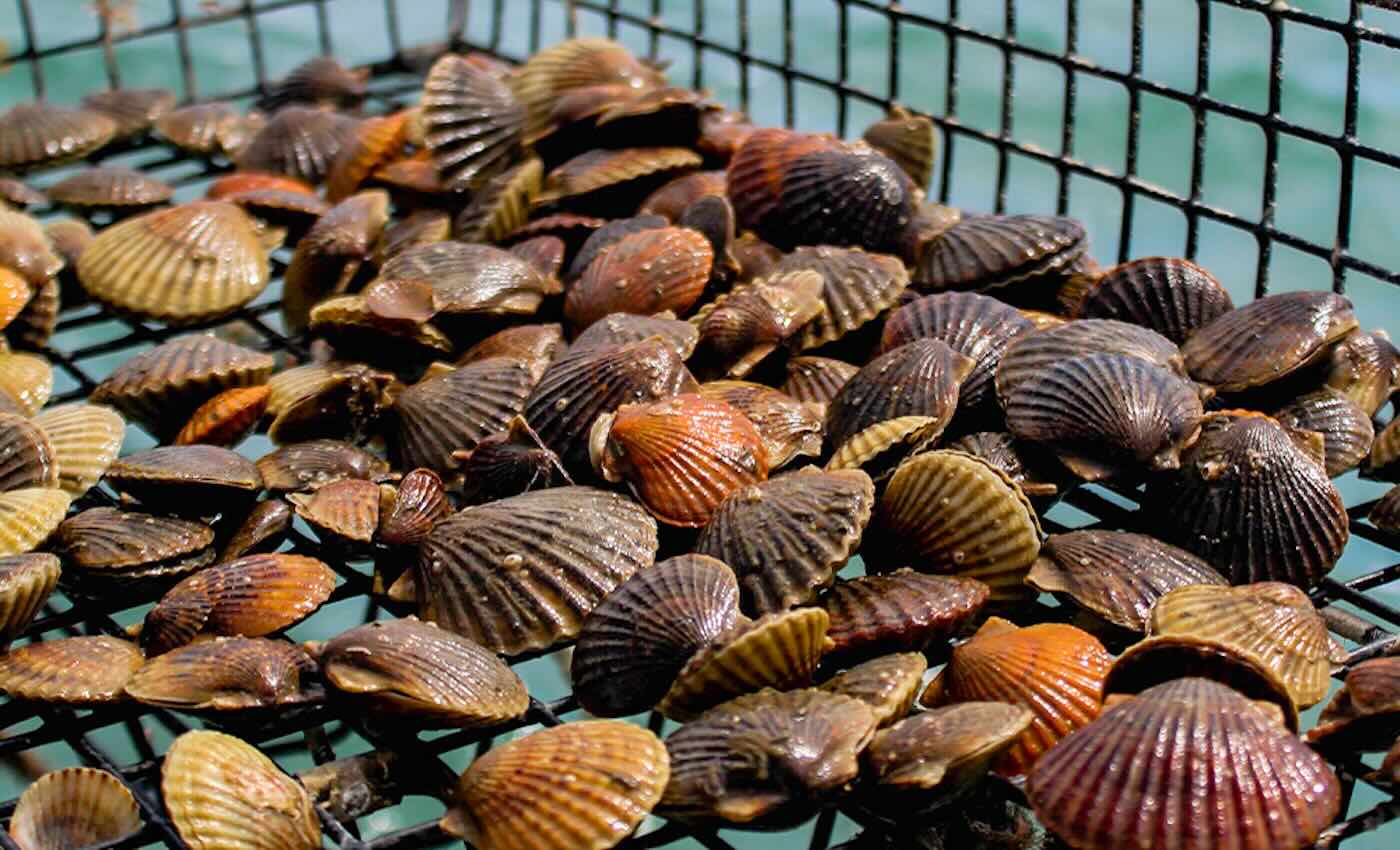 From Extinction to Reinvention: Bay Scallops Make Their Splashy Comeback!