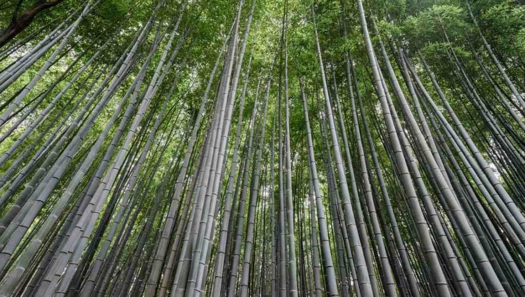 Bamboo: The Surprising Superstar in the Battle Against Plastic Pollution!