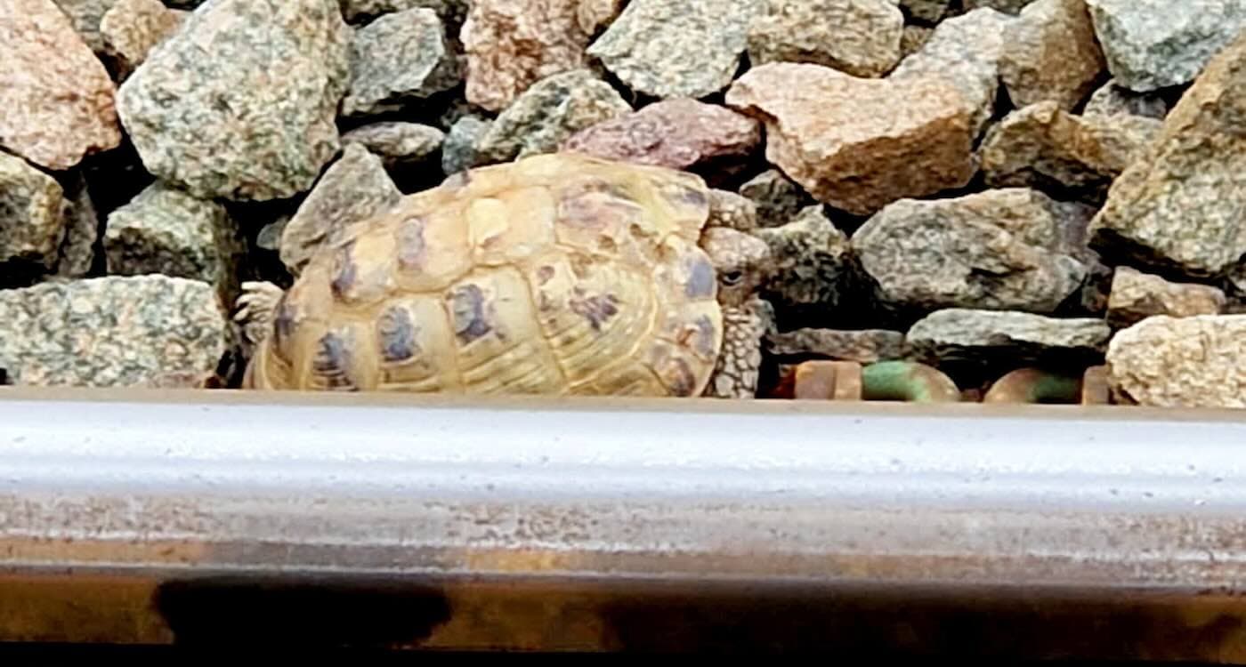 Tortoise Takes a Train: How One Pet's Adventure Made Waves on the Tracks