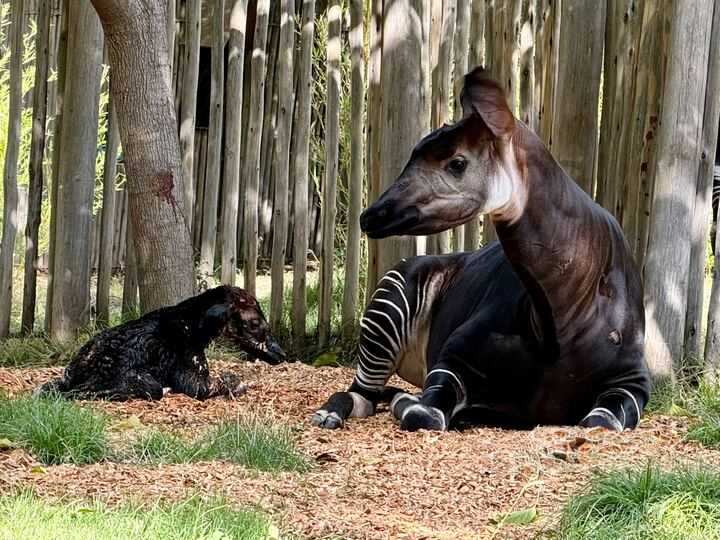 Welcome to the World, Little Okapi: Sacramento Zoo Celebrates a Historical Birth!