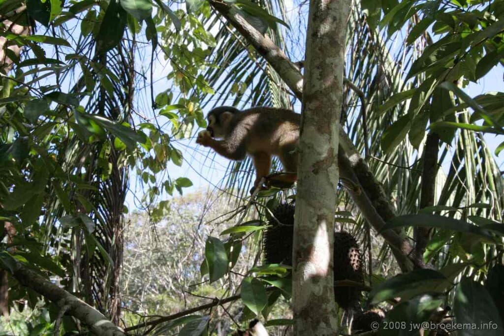 Suriname's Bold Move: Protecting Rainforests Like a Boss!