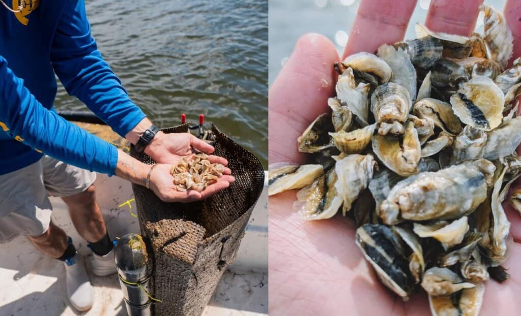 Unlocking the Secrets of Everglades Oysters: The Unexpected Rise of Florida’s Seafood Stars!