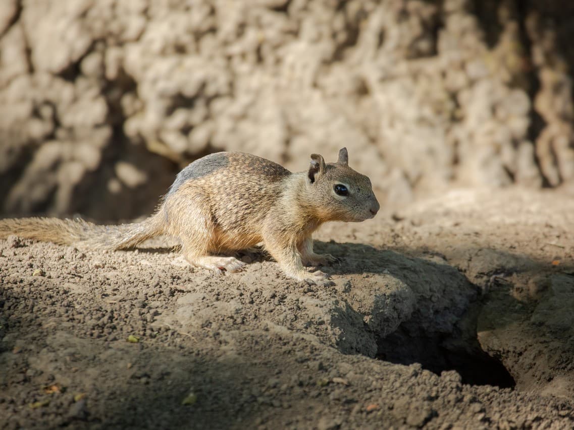 Squirrel Surprises: What California's Ground Dwellers Teach Us About Survival!
