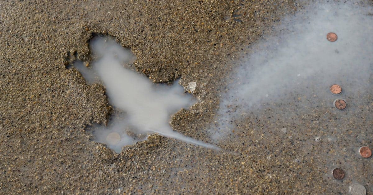 Rats, Rats, and More Rats: What Chicago's 'Rat Hole' Really Reveals!