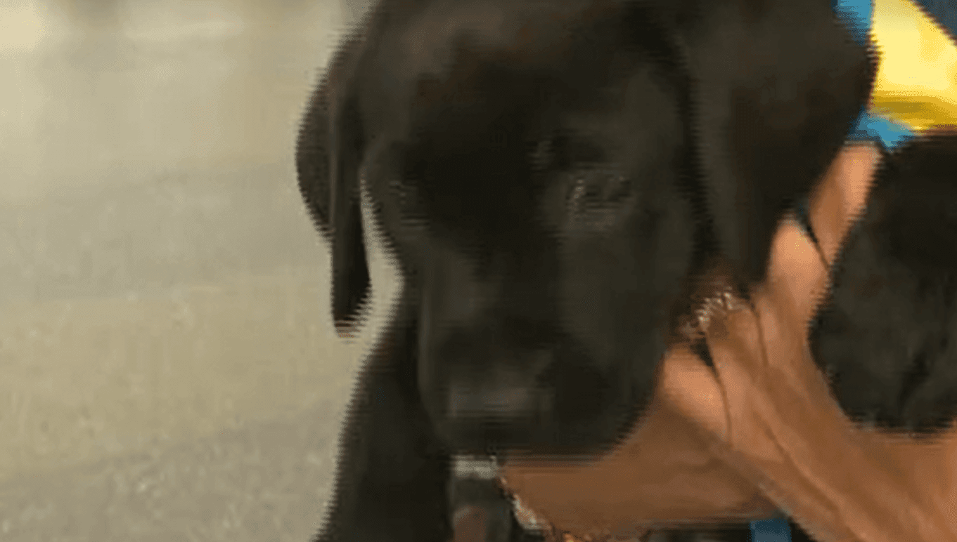 From Girls Trip to Puppy Rescue: The Pawsitively Adorable Journey Begins!