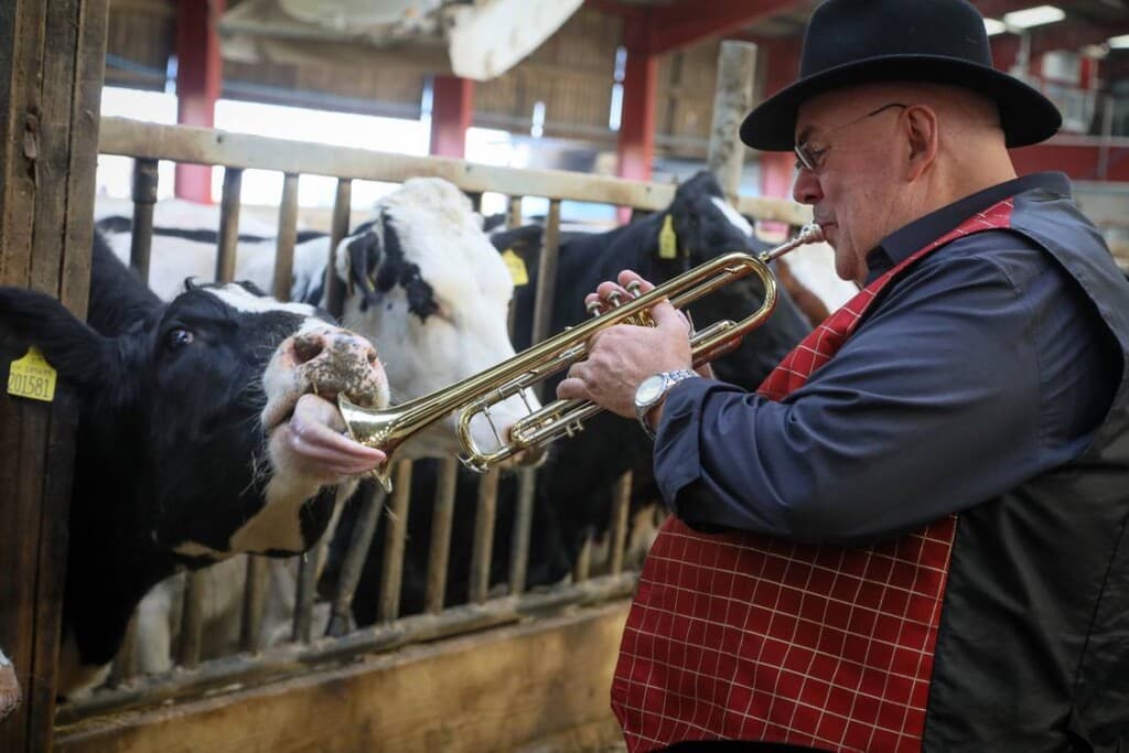 Cows Get Jazzed Up: How a Live Band Aims to Boost Milk Production!