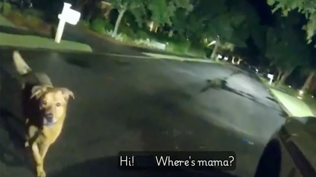 When a Rescue Dog Turns Rescuer: Eeyore’s Hero Moment