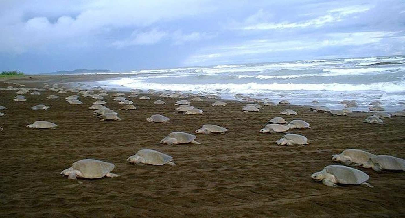 Turtle Power: How Conservation Efforts Have Sea Turtles on the Rise!