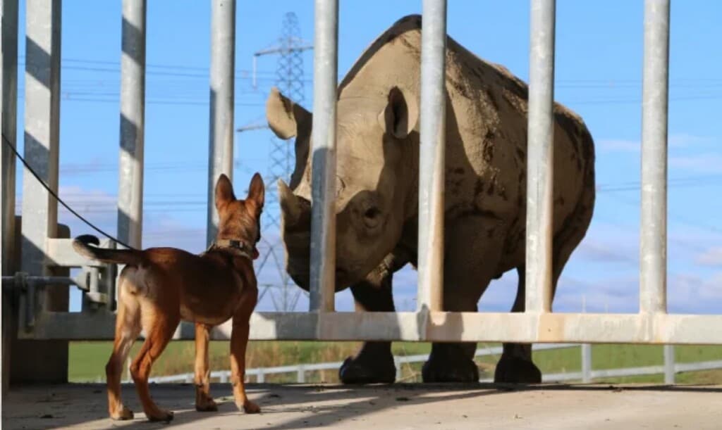 From Wales with Love: How Brave Pups are Fighting Wildlife Poachers