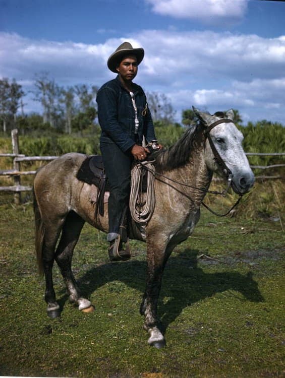 Cattle, Culture, and a 500-Year Legacy: The Seminoles' Epic Ranching Tale