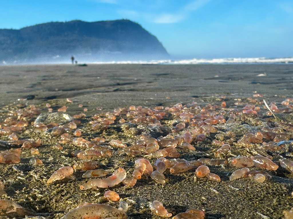 Sea Cucumber Crisis: Oregon Beach Turns into a Gelatinous Wonderland!
