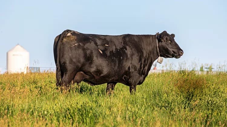 How Virtual Fencing Could Turn Cattle Ranching Upside Down!