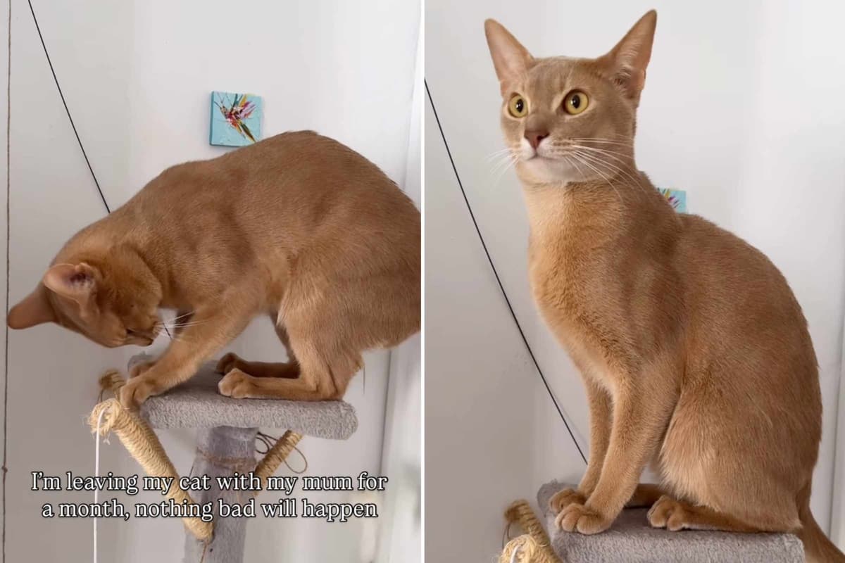 When Grandma’s Care Turns Feline—The Shocking Transformation of Sinbad the Cat!
