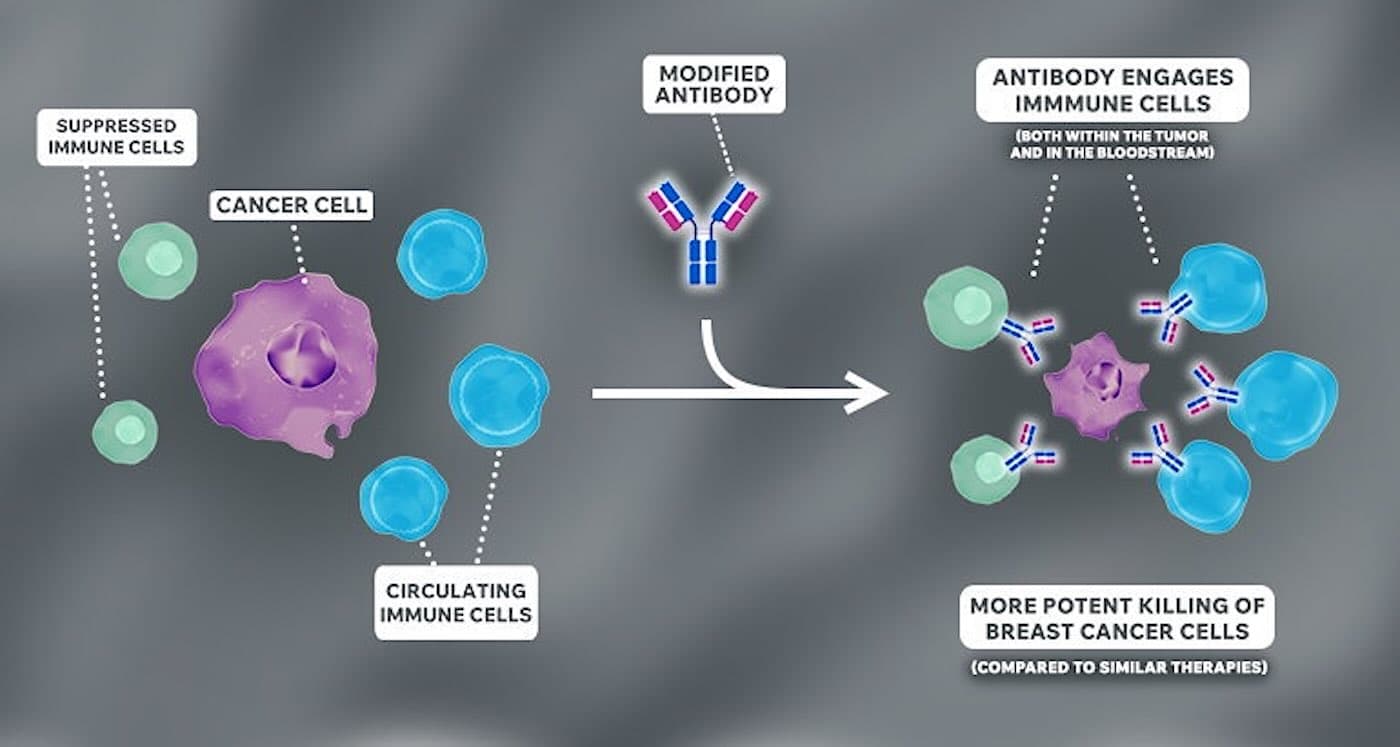 New Antibody Breakthrough Could Turn the Tide Against Treatment-Resistant Breast Cancer!
