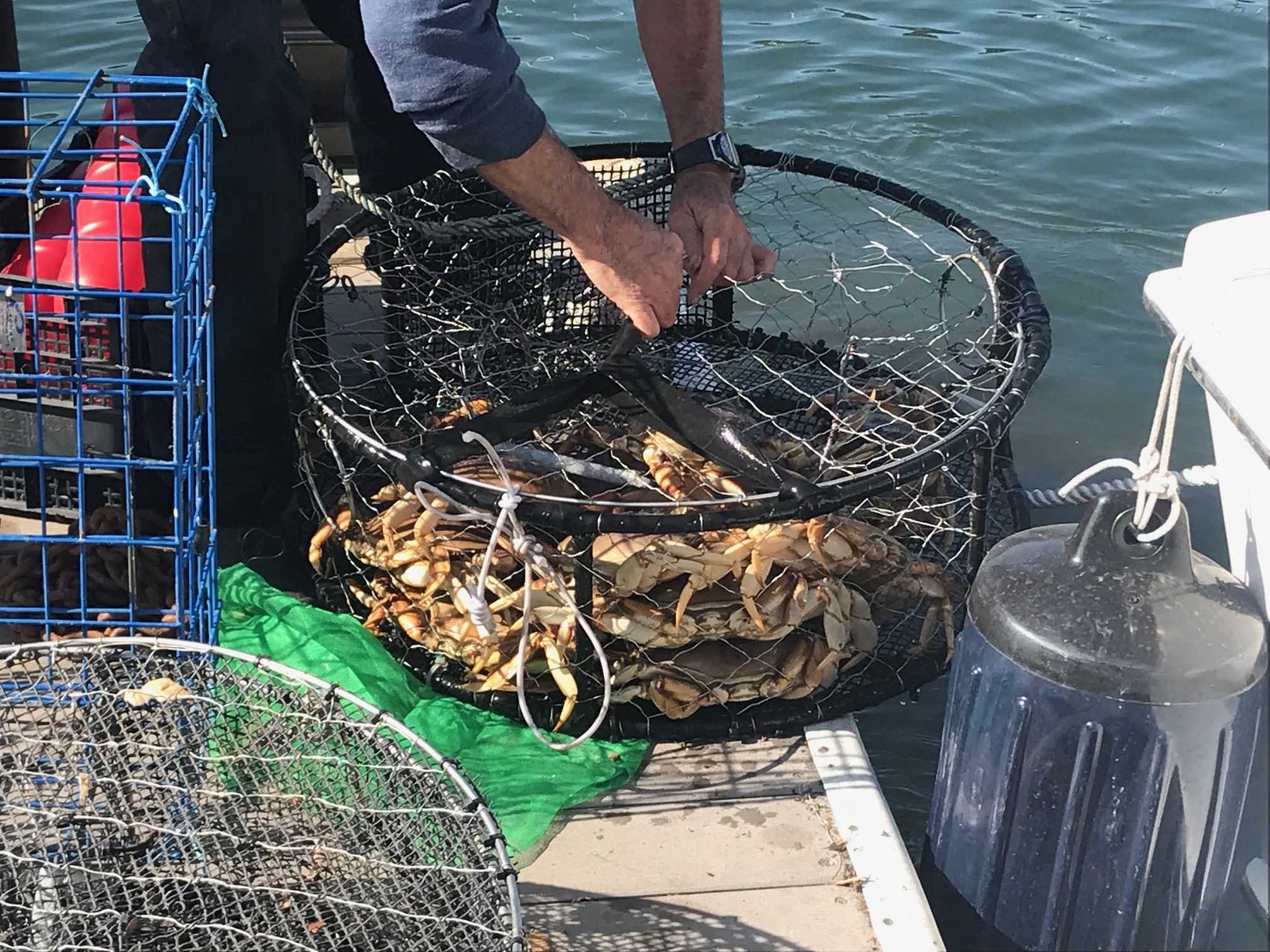 Crab Season Delayed: Whales and Turtles Create an Unexpected Seafood Drama!