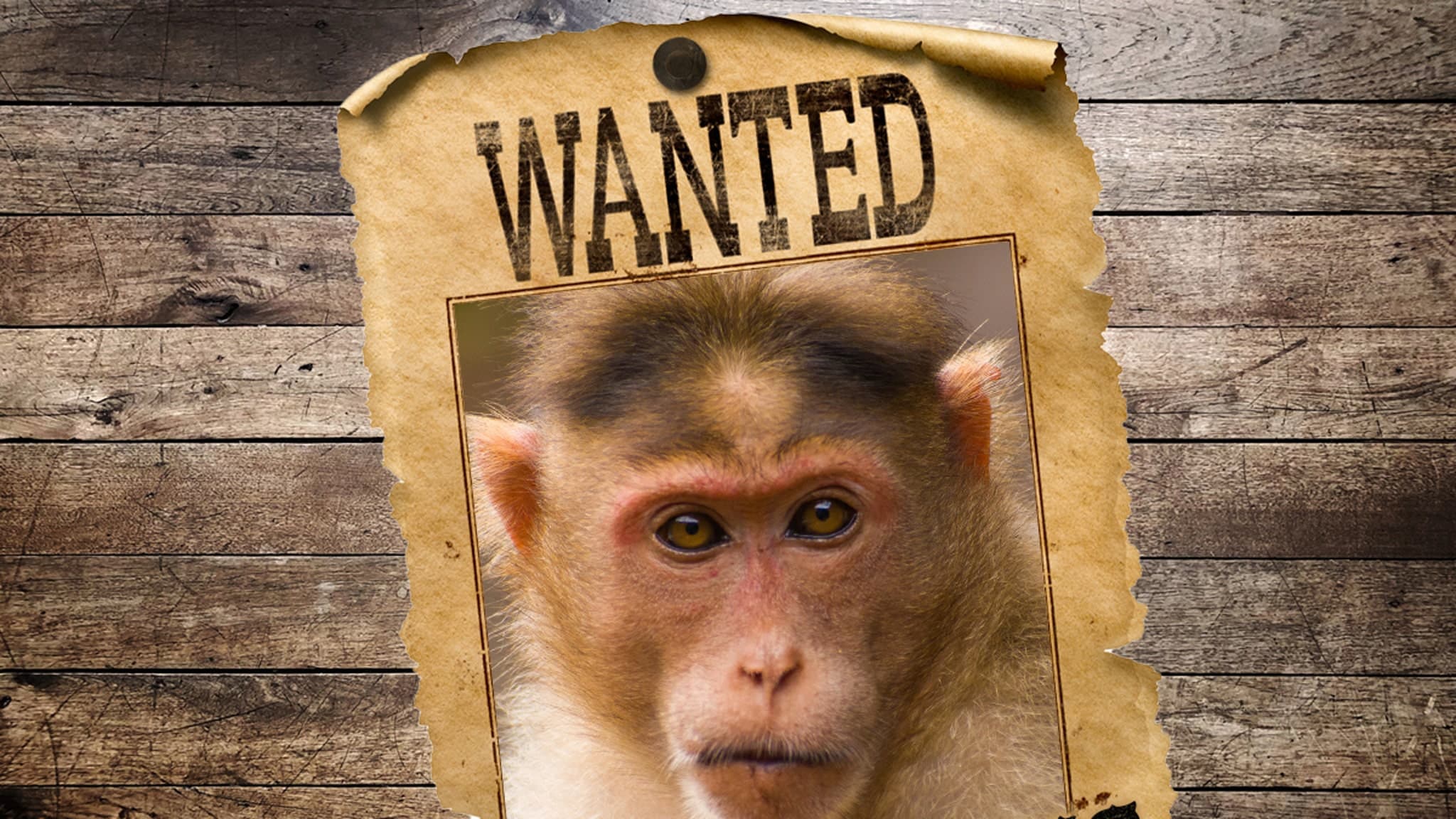 Monkeys, Mayhem, and Mississippi: The Tale of the Trapped Primates!