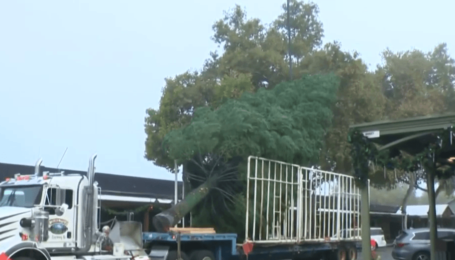 A 60-Foot Festive Giant: Old Sacramento's Tree Takes Center Stage!