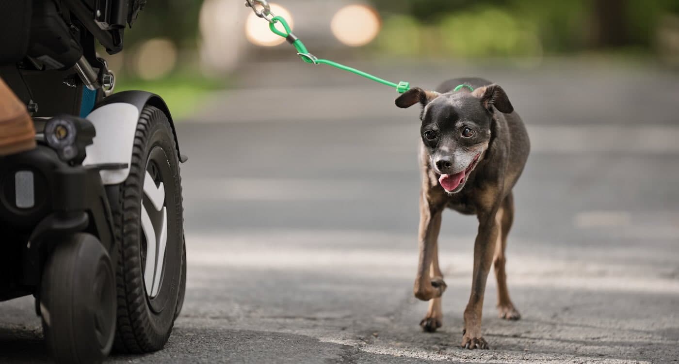 A Leash of Hope: How Chewy Claus Made a Dog's Wish Come True from a Wheelchair