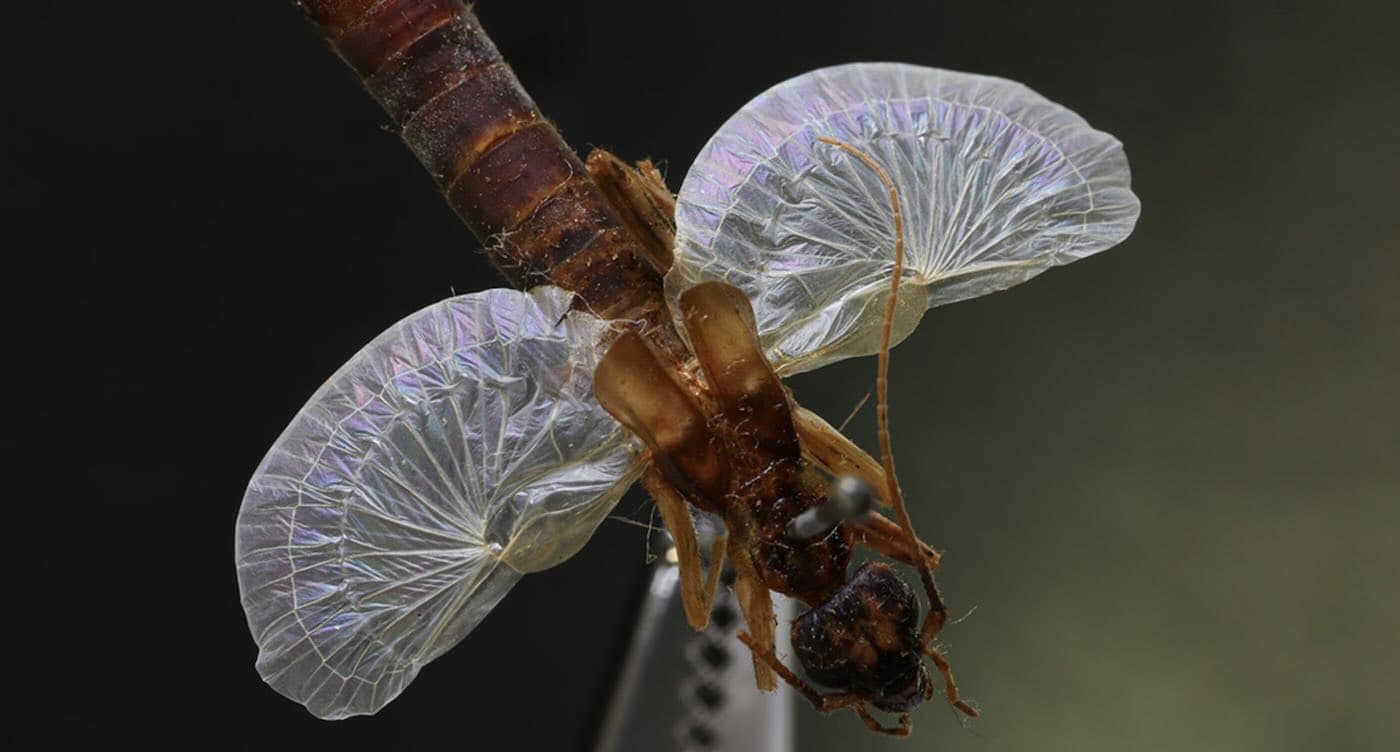 How Nature's 'Origami' Creatures Are Inspiring the Future of Tech!