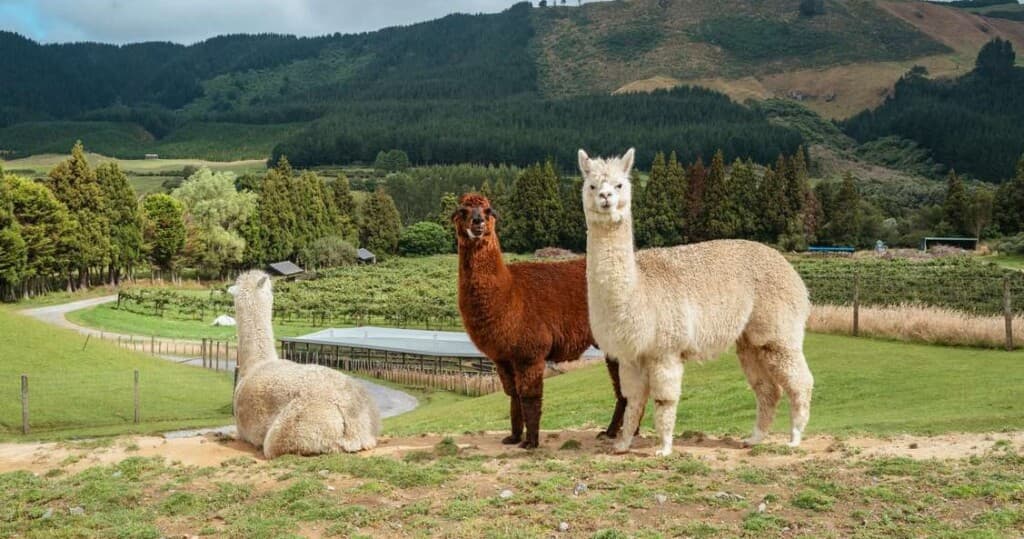 Nanobodies from Alpacas: The Unexpected Heroes in Alzheimer's Research!