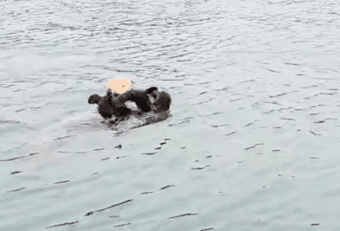 Caught on Camera: The Heartwarming Reunion of a Sea Otter Pup and Its Mom