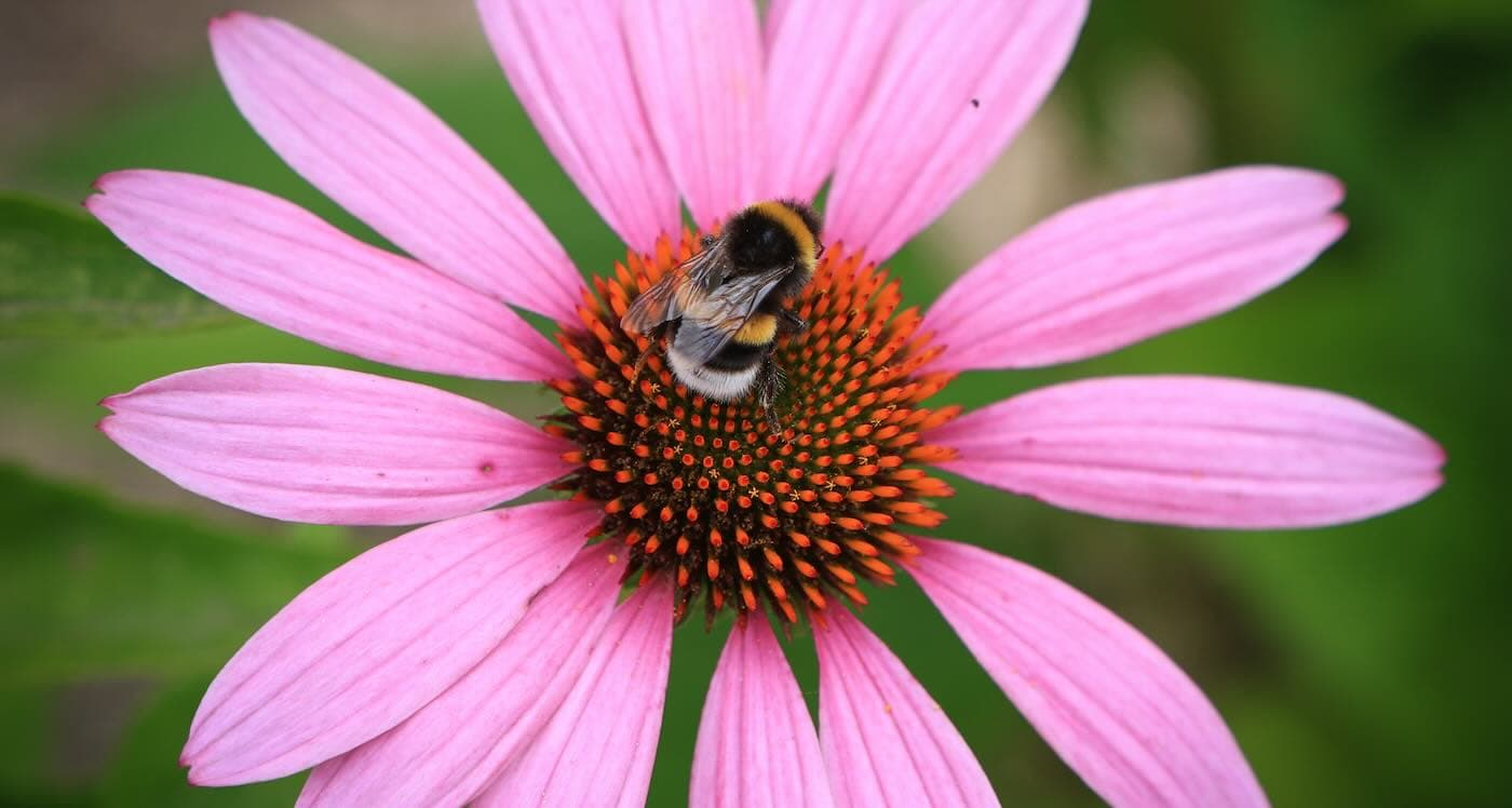 Bumblebees Buzz Into the Spotlight: Learning Morse Code Like Pros!