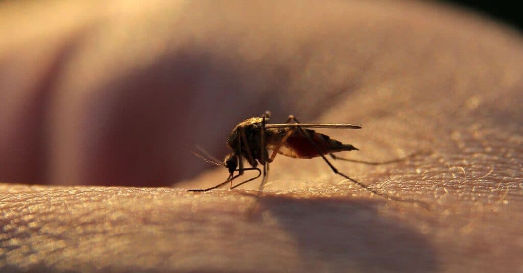 A New Tune in the Fight Against Malaria: The Game-Changing Drug You've Never Heard Of!