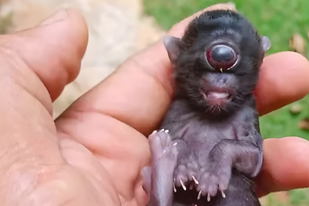 When Nature Goes Awry: Meet the Cyclops Kitten Born in Brazil