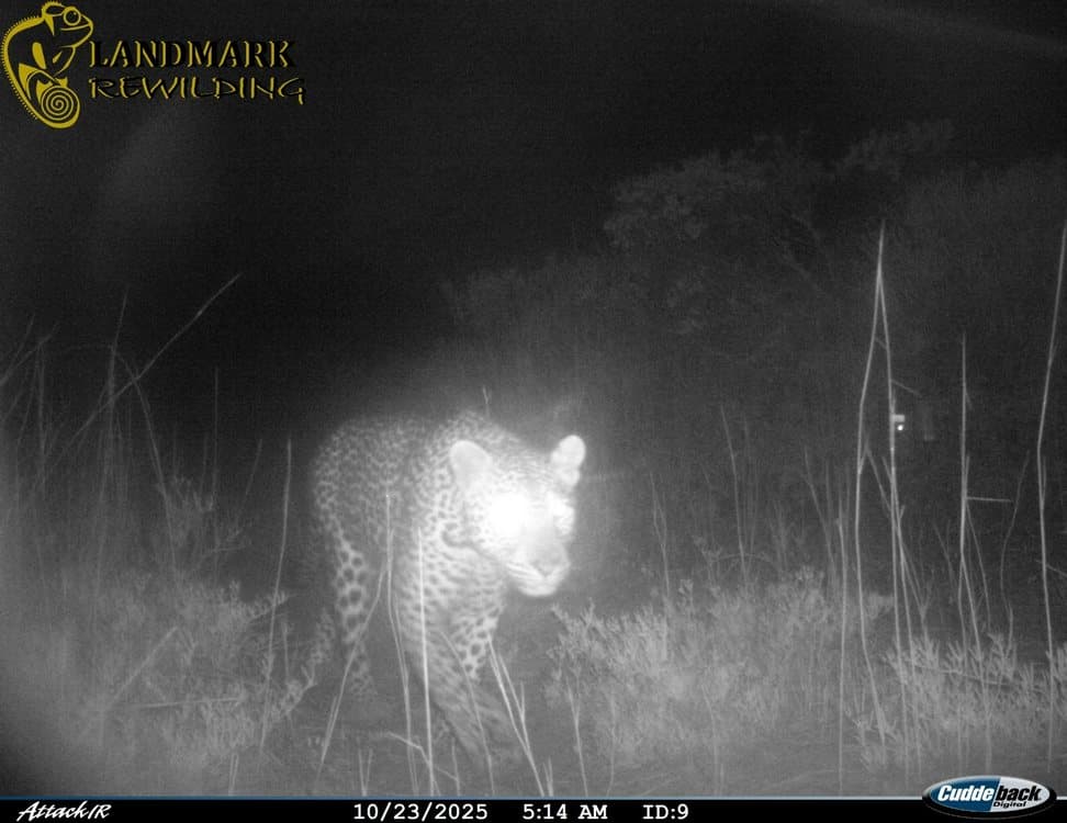 Leopards Make a Dramatic Comeback in South Africa After 170 Years!