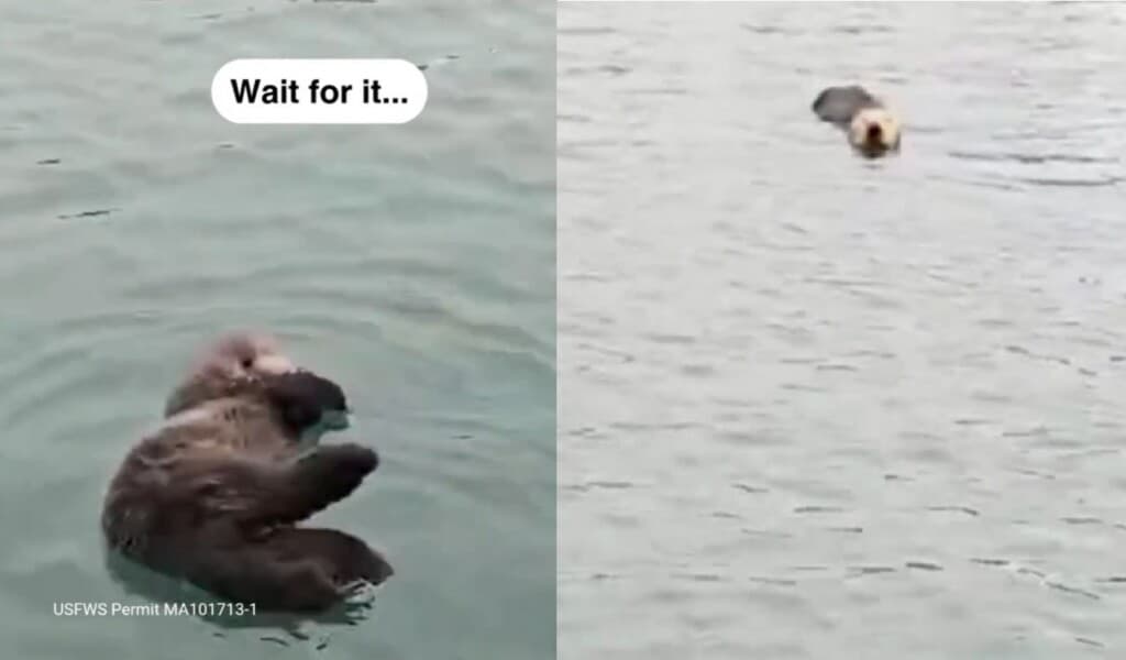 Caterpillar the Sea Otter: A Rescue Story That Will Make You Swoon!