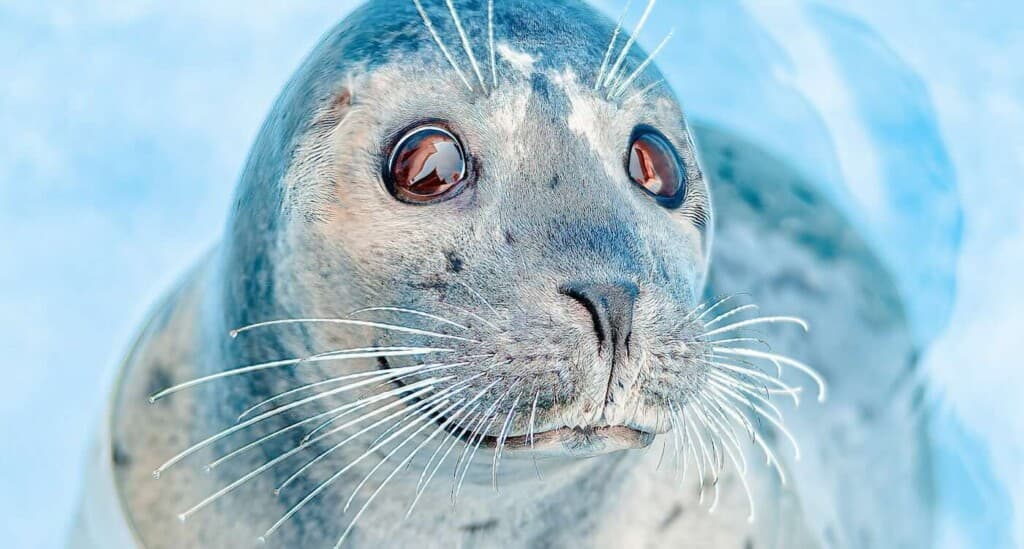 Seal of Approval: The Unlikely Hero Who Outwitted Orcas in Style