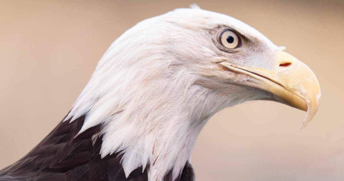 Eagle Drama: The Call that Left North Carolina Buzzing!