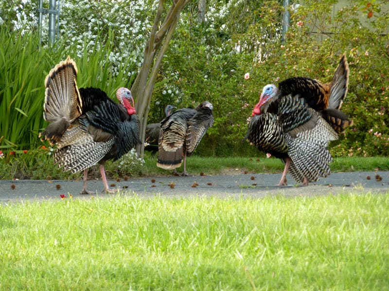 Sacramento’s Wild Turkeys: The Thanksgiving Guests You Can’t Eat!