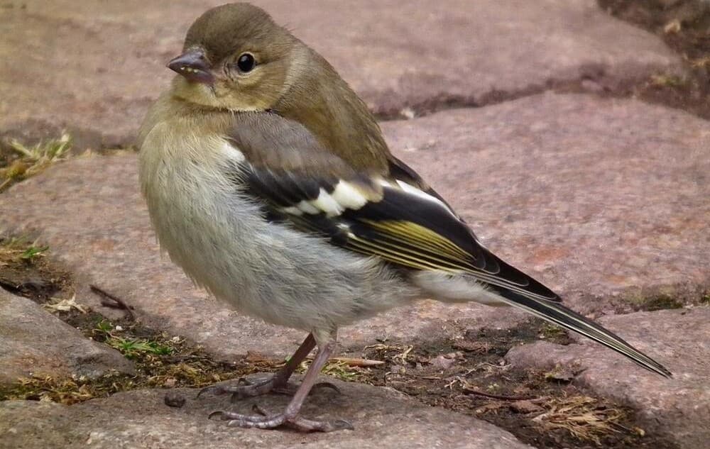 Birds on the Mend: Recovery Buzz After Pesticide Ban in the EU!