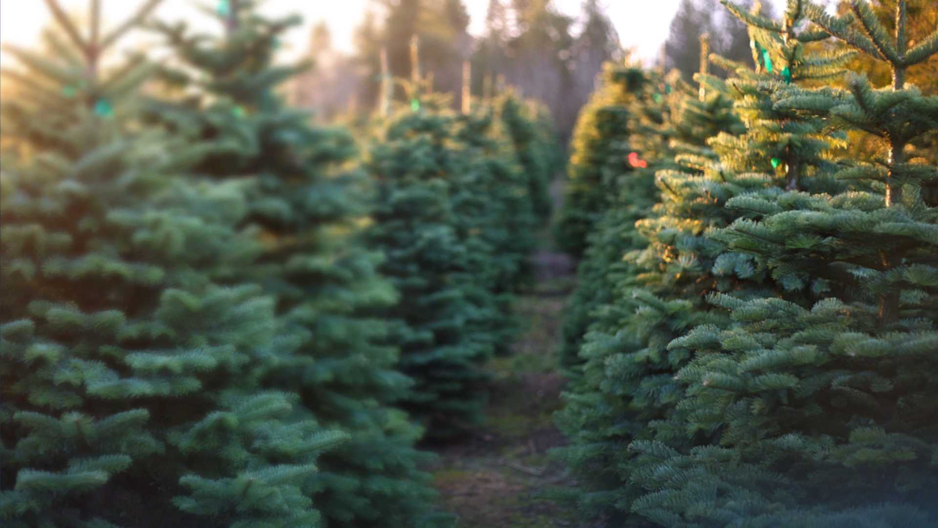 Holiday Tree Hunting: Where to Find the Perfect Christmas Tree in Sacramento!