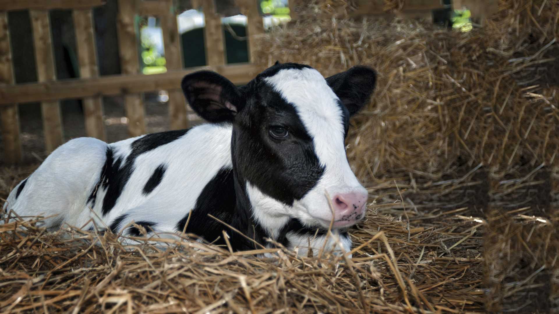 Cows, Seaweed, and a Greener Future: The Surprising Connection!