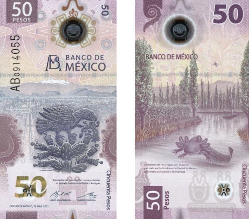 Hoarding Delight: The Adorable Axolotl Takes Over Mexico’s 50 Peso Note!