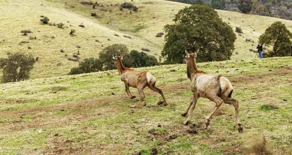 Tule Elk's Grand Return: How One Tribe's Land Recovery Is Changing the Wildlife Game