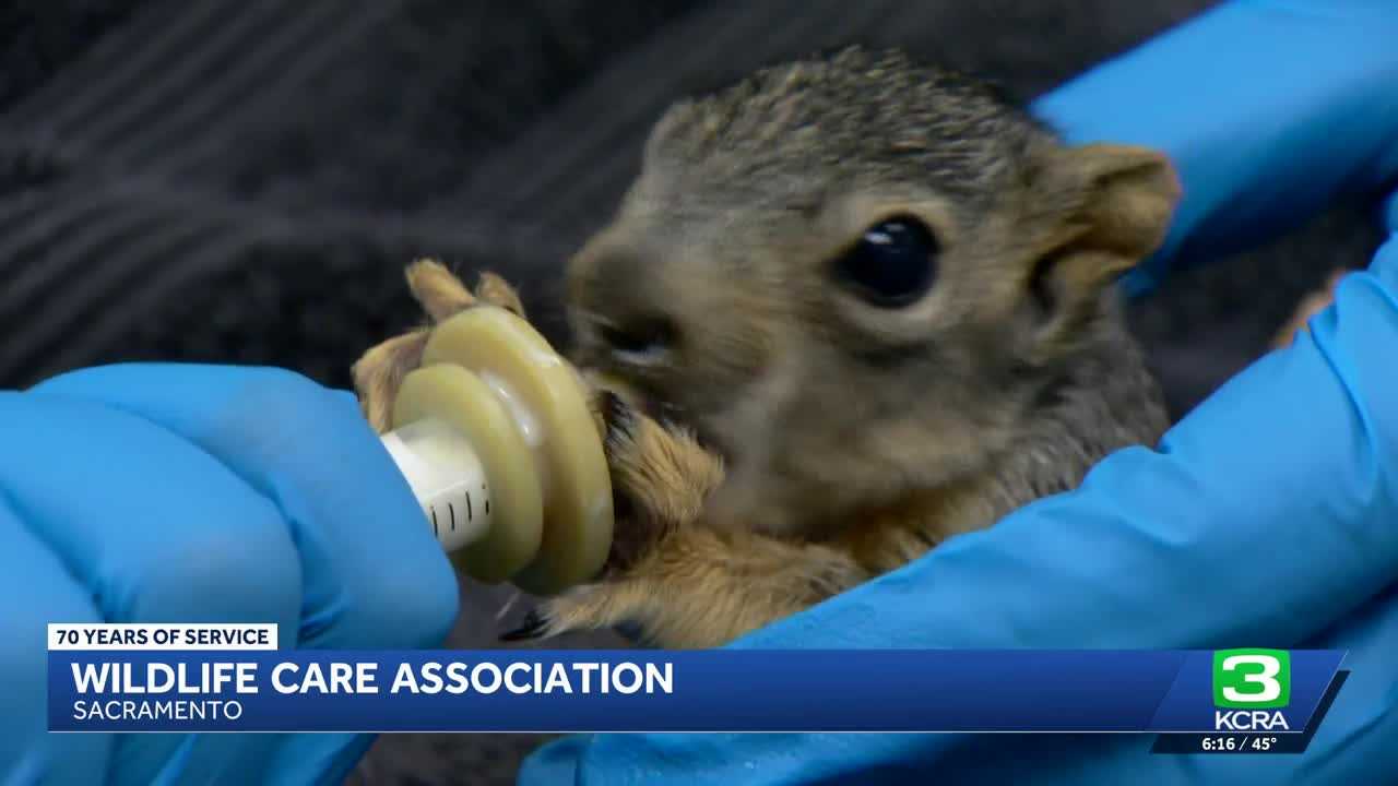 From Radar to Rescue: Inside Sacramento's Heartwarming Wildlife Transformation