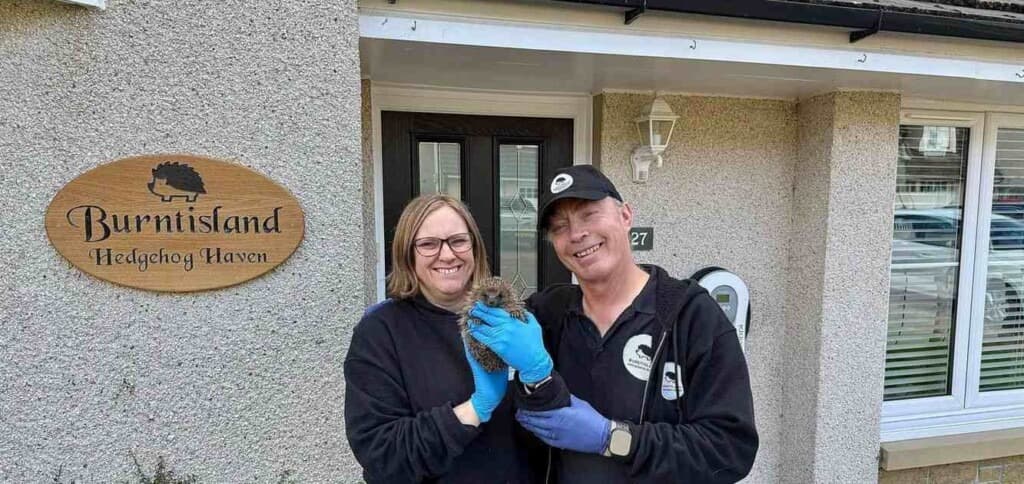 A Spiky Success Story: How One Couple Became Hedgehog Heroes in Scotland!