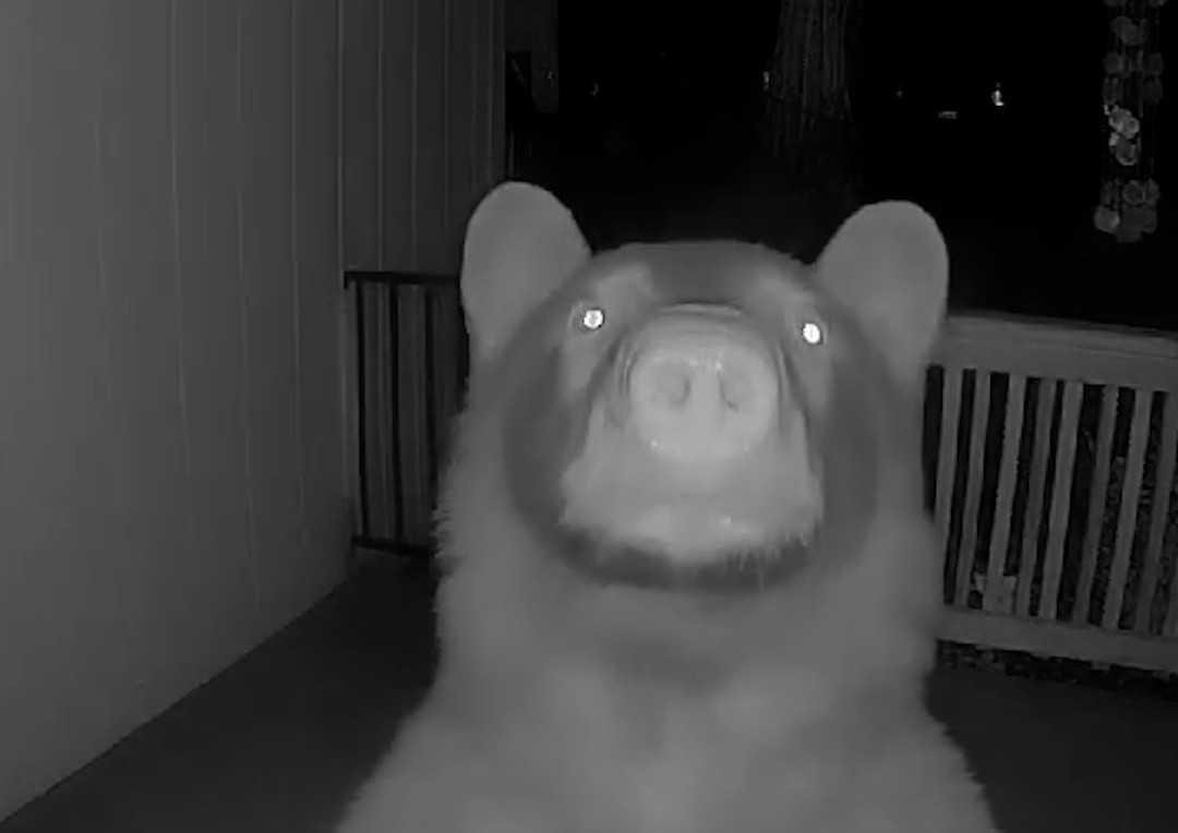 When Bears Go Doorbell Ditching: A Furry Prank in Garden Valley!