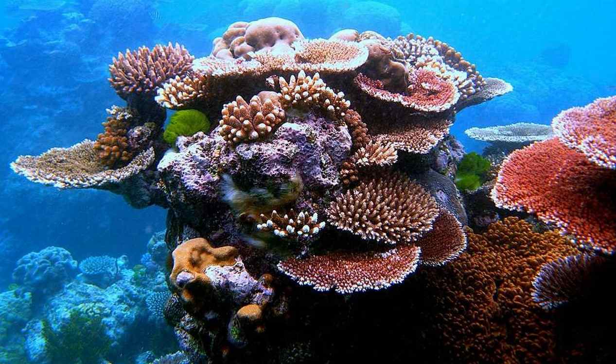 Robots to the Rescue: AI Takes on Coral Reef Restoration!