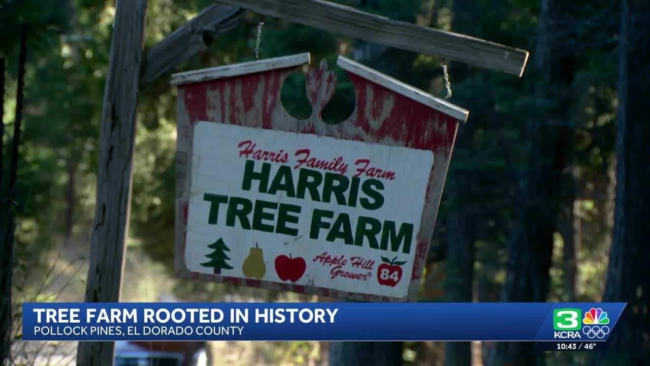 Chopping Down Tradition: Harris Family Farm's Christmas Tree Magic