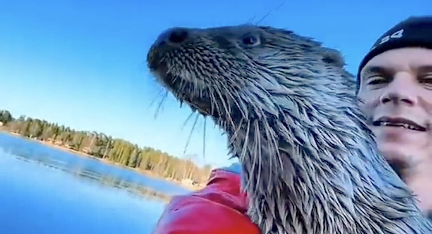 The Heartwarming Tale of a Baby Otter Who Thinks She’s a Kayaking Pro!
