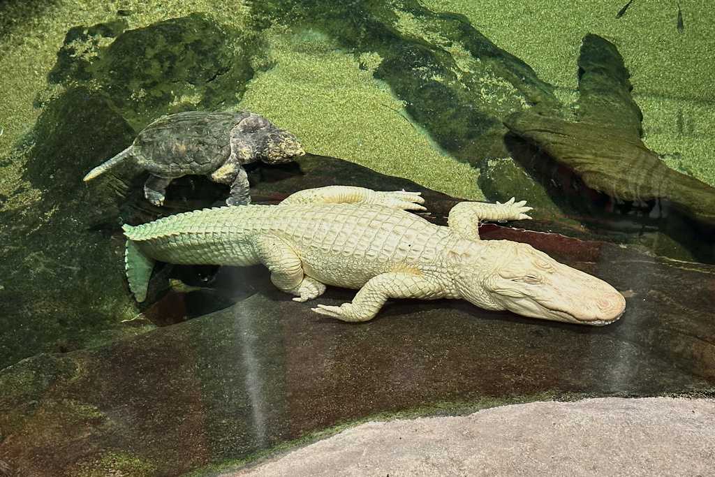 San Francisco's Serene Celebrity: Remembering Claude the Albino Alligator