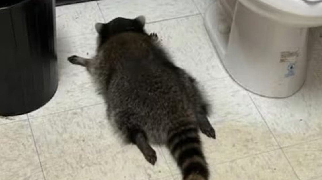 Raccoon Binge Drinking: Wild Night Turns into an Adorable Nap in the Liquor Store!