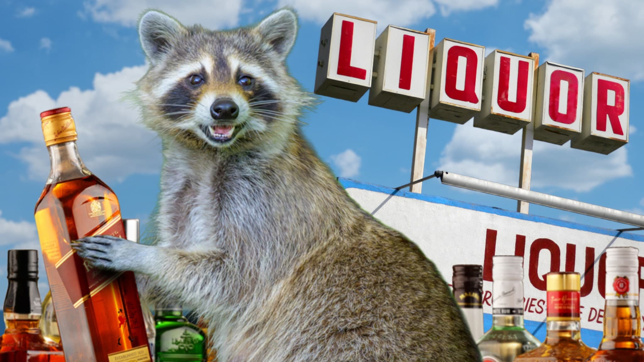 Raccoon Goes Wild: Booze Bandit Breaks into Virginia Liquor Store!